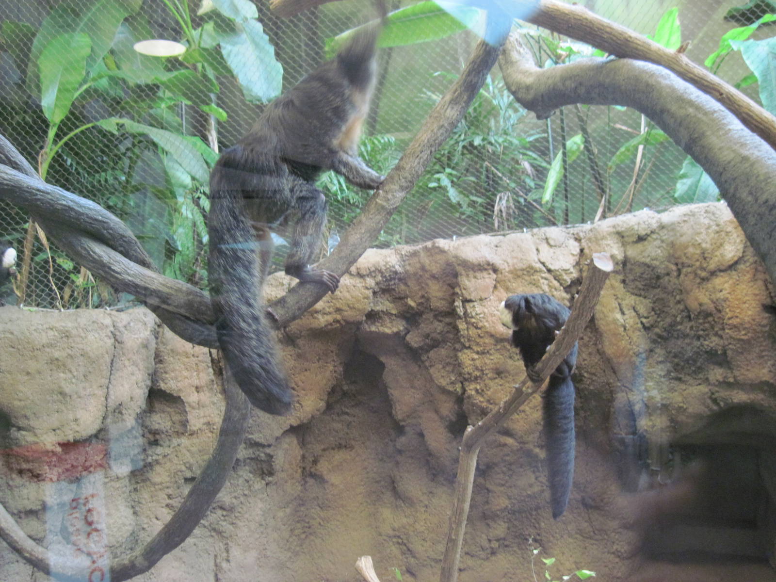 Tropics-White-faced Saki Monkeys