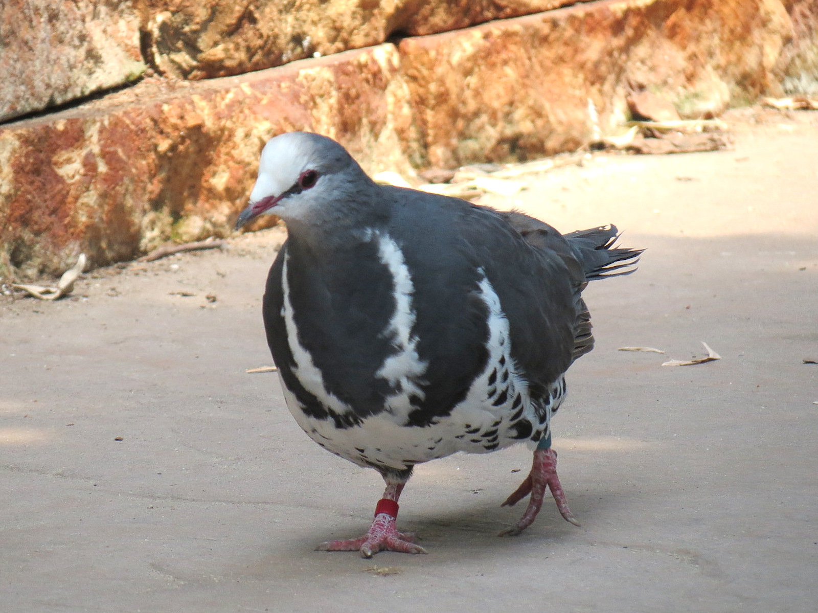 Tropics - Wonga Pigeon