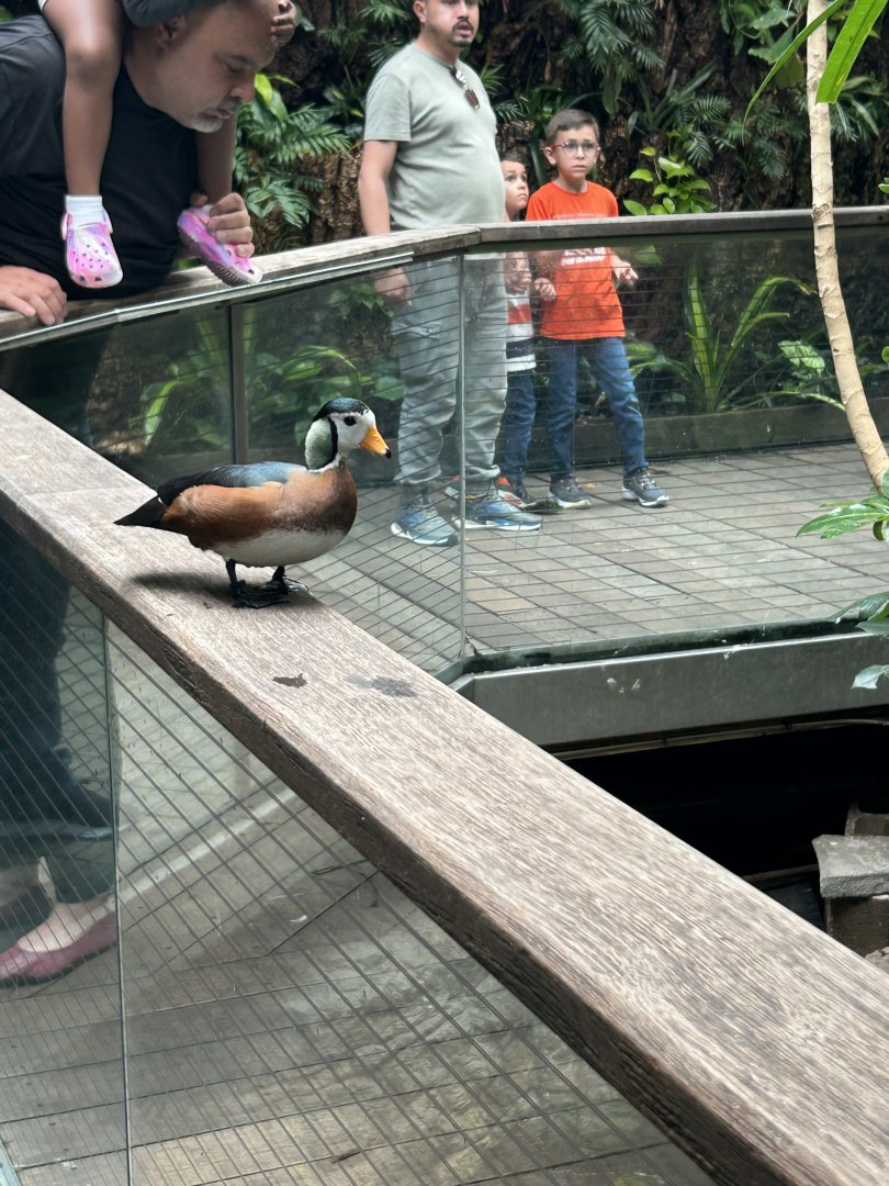Tropics Zone: African Pygmy Goose