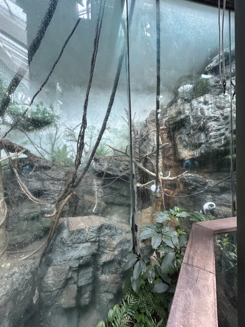 Tropics Zone: Black-and-white Ruffed Lemur Exhibit