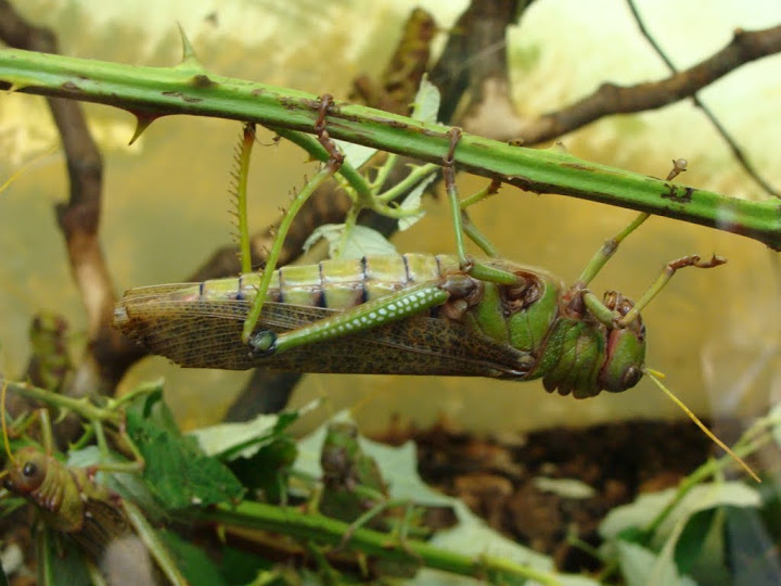 Tropidacris collaris