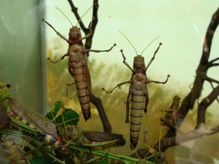 Tropidacris collaris