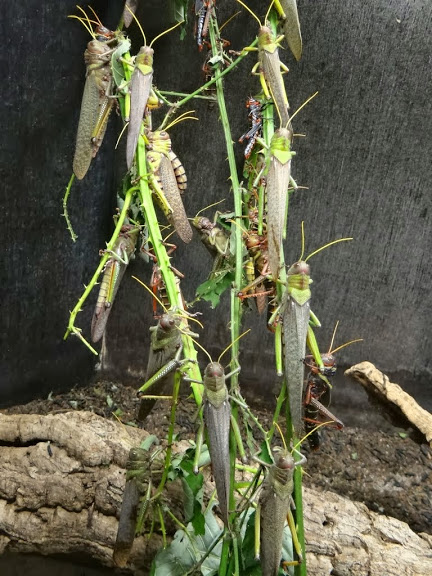 Tropidacris collaris