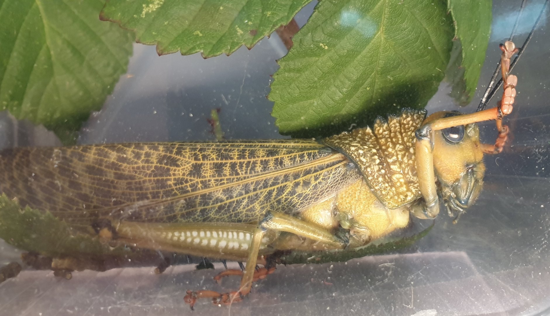 Tropidacris cristata