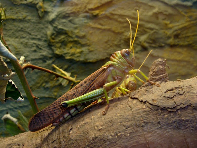 Tropidacris violaceus