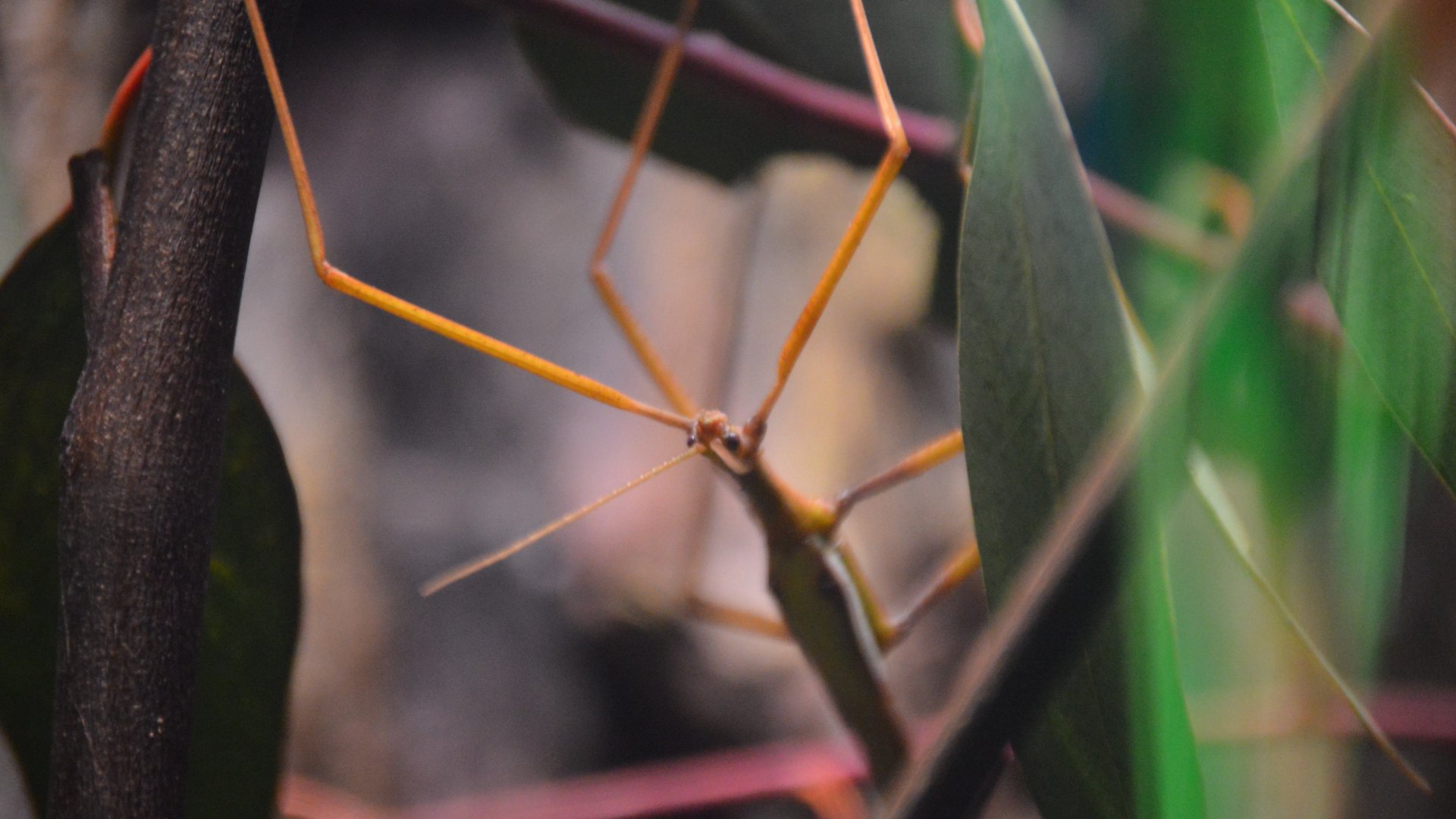 Tropidoderus childrenii
