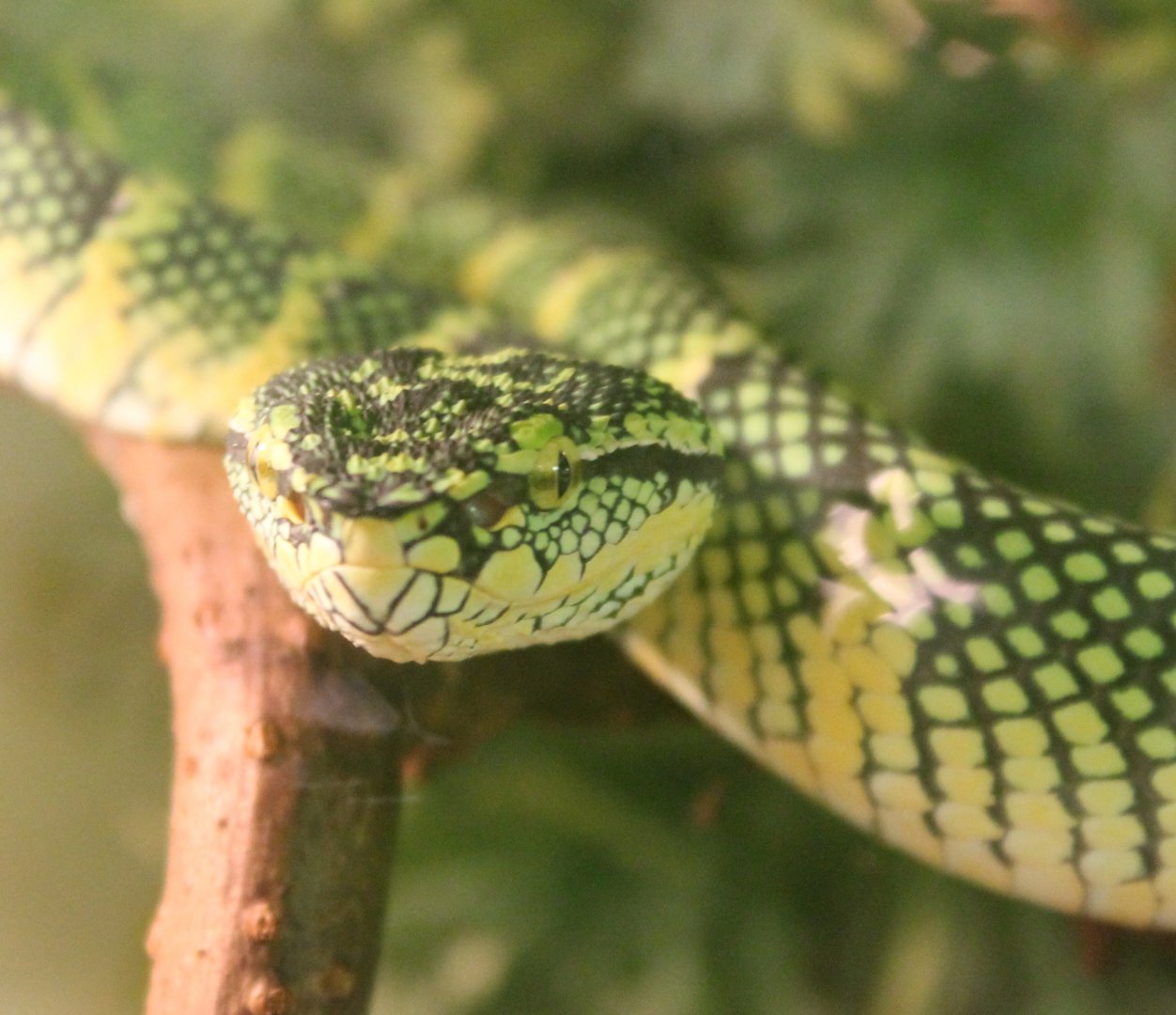 Tropidolaemus wagleri