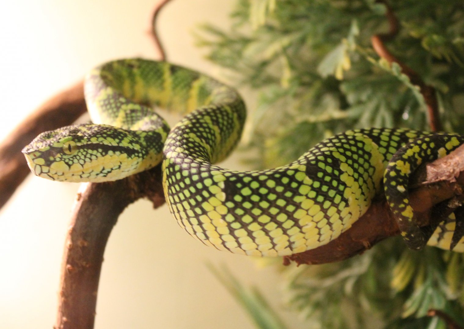 Tropidolaemus wagleri