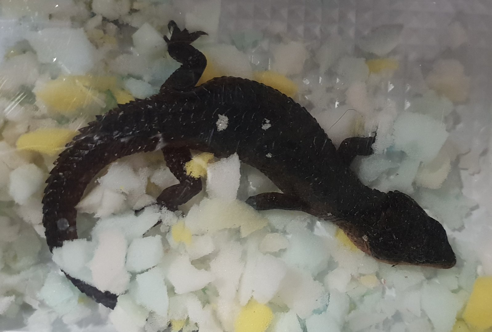 Tropidophorus baconi