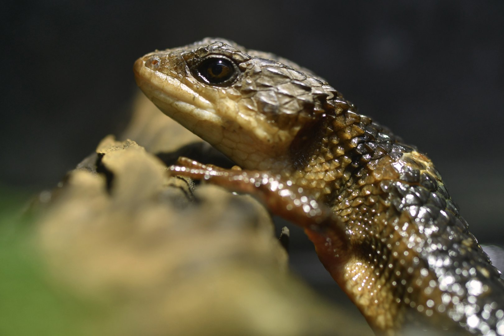 Tropidophorus baconi