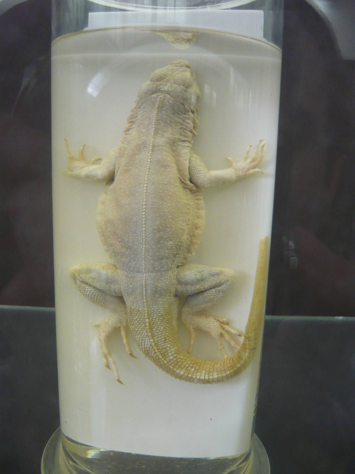 Tropidurid wet specimen