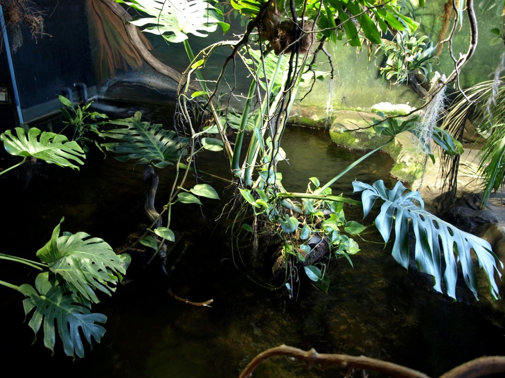 Tropikariet - Africa (Congo River)