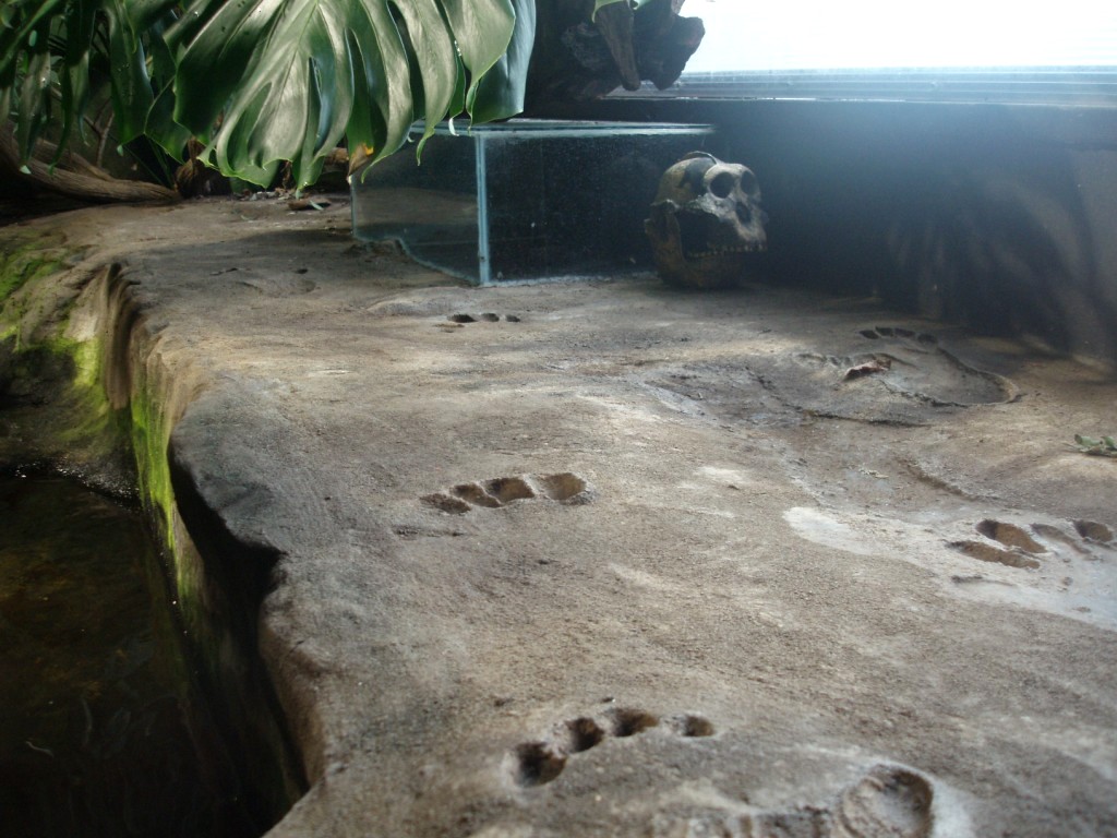 Tropikariet - Africa (Congo River)