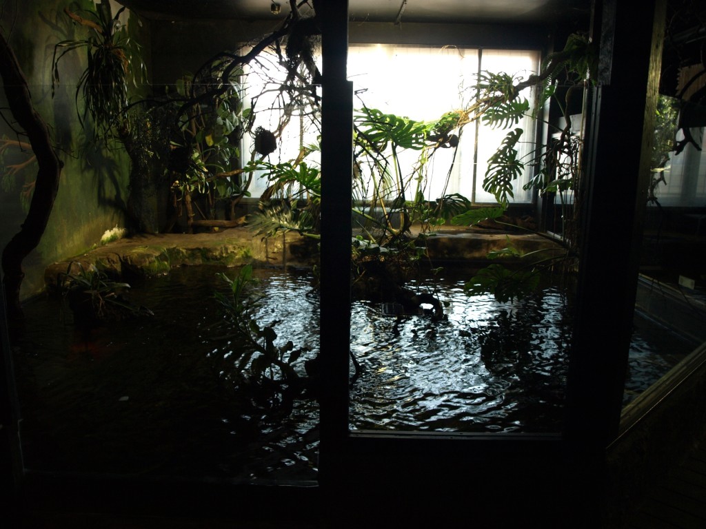 Tropikariet - Africa (Congo River)