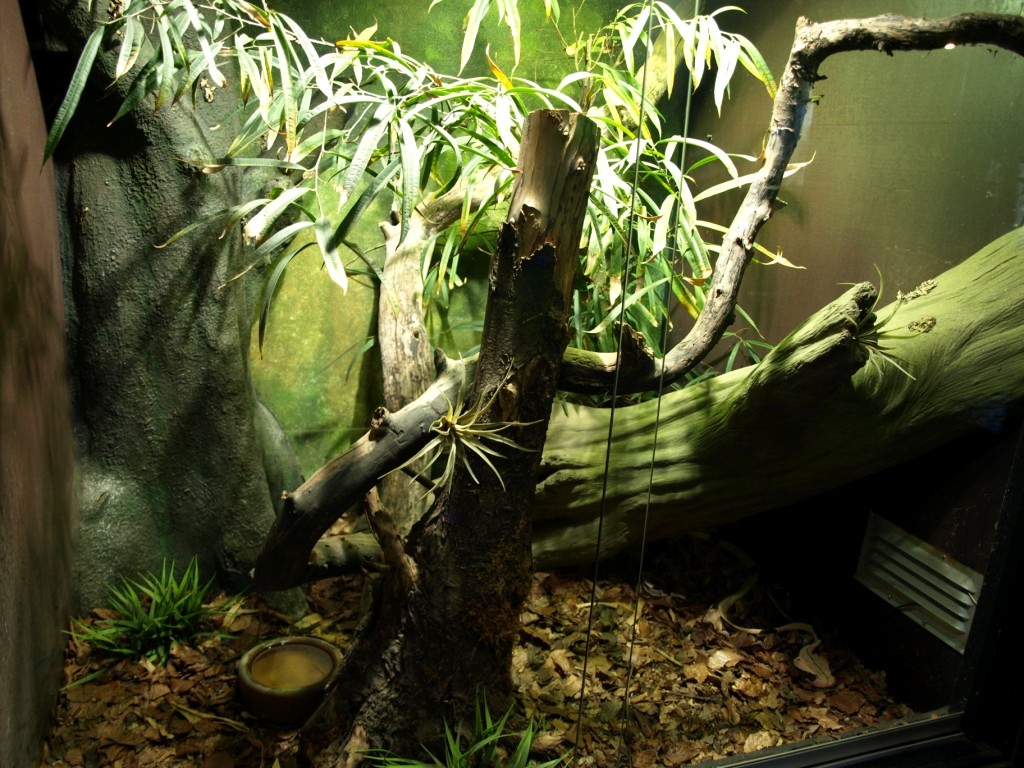 Tropikariet - Africa (gaboon viper terrarium)