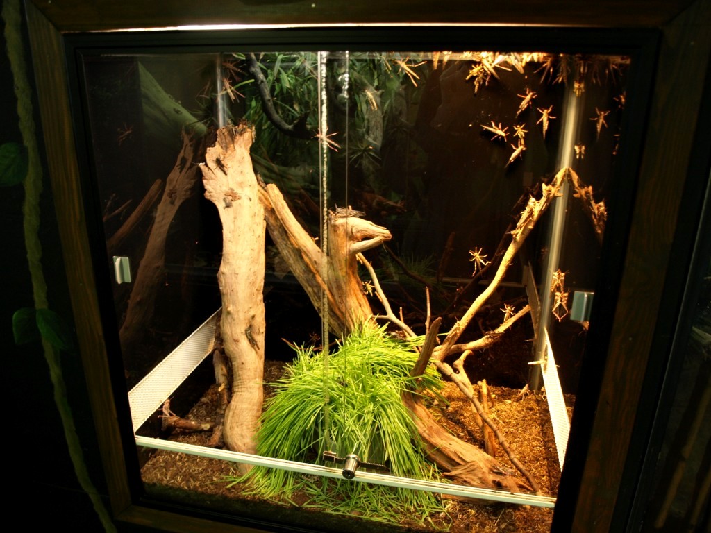 Tropikariet - Africa (locust terrarium)