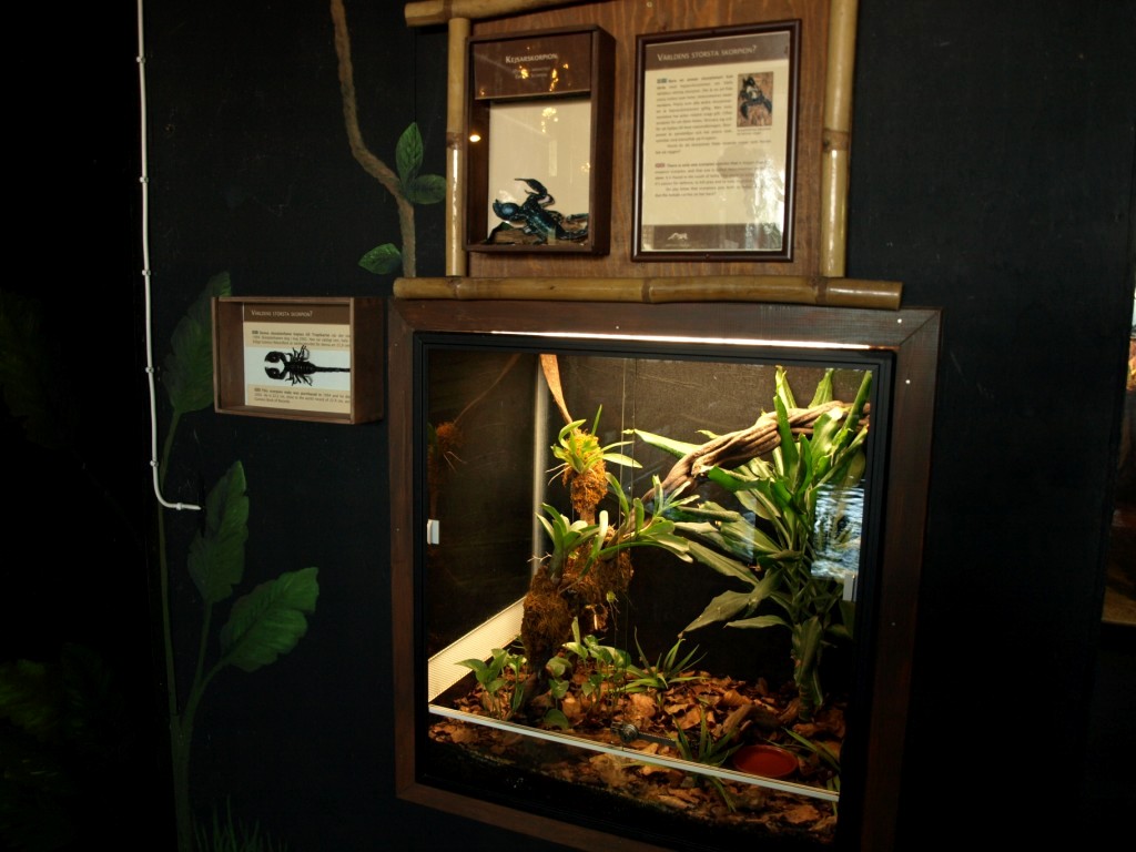 Tropikariet - Africa (scorpion terrarium)