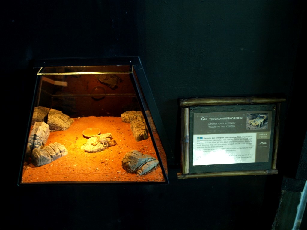 Tropikariet - Africa (scorpion terrarium)