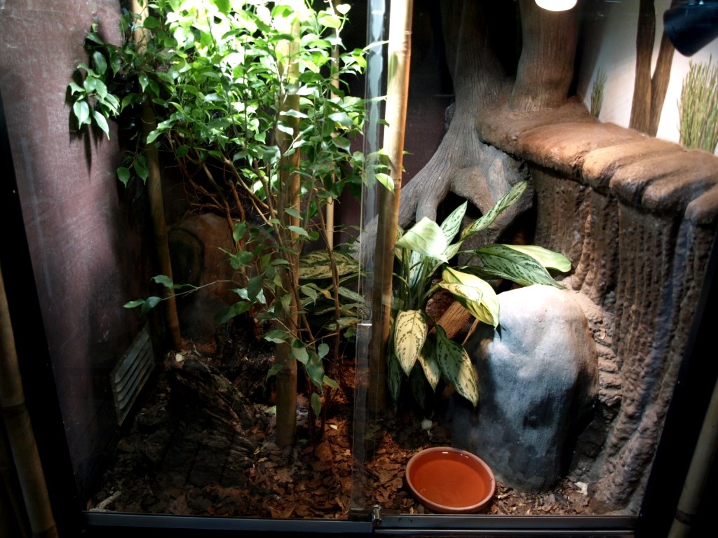 Tropikariet - Asia (cobra exhibit)