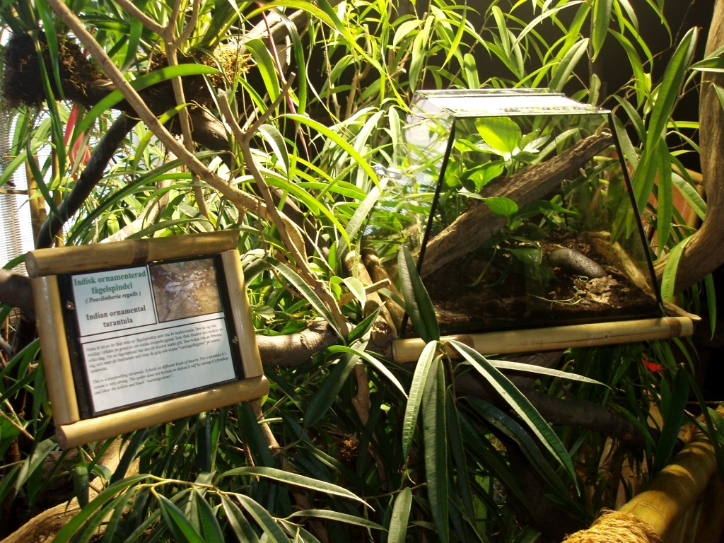 Tropikariet - Asia (tarantula exhibit)