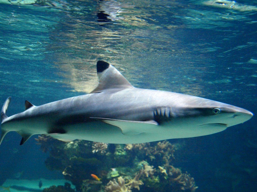 Tropikariet - Black-tipped reef shark