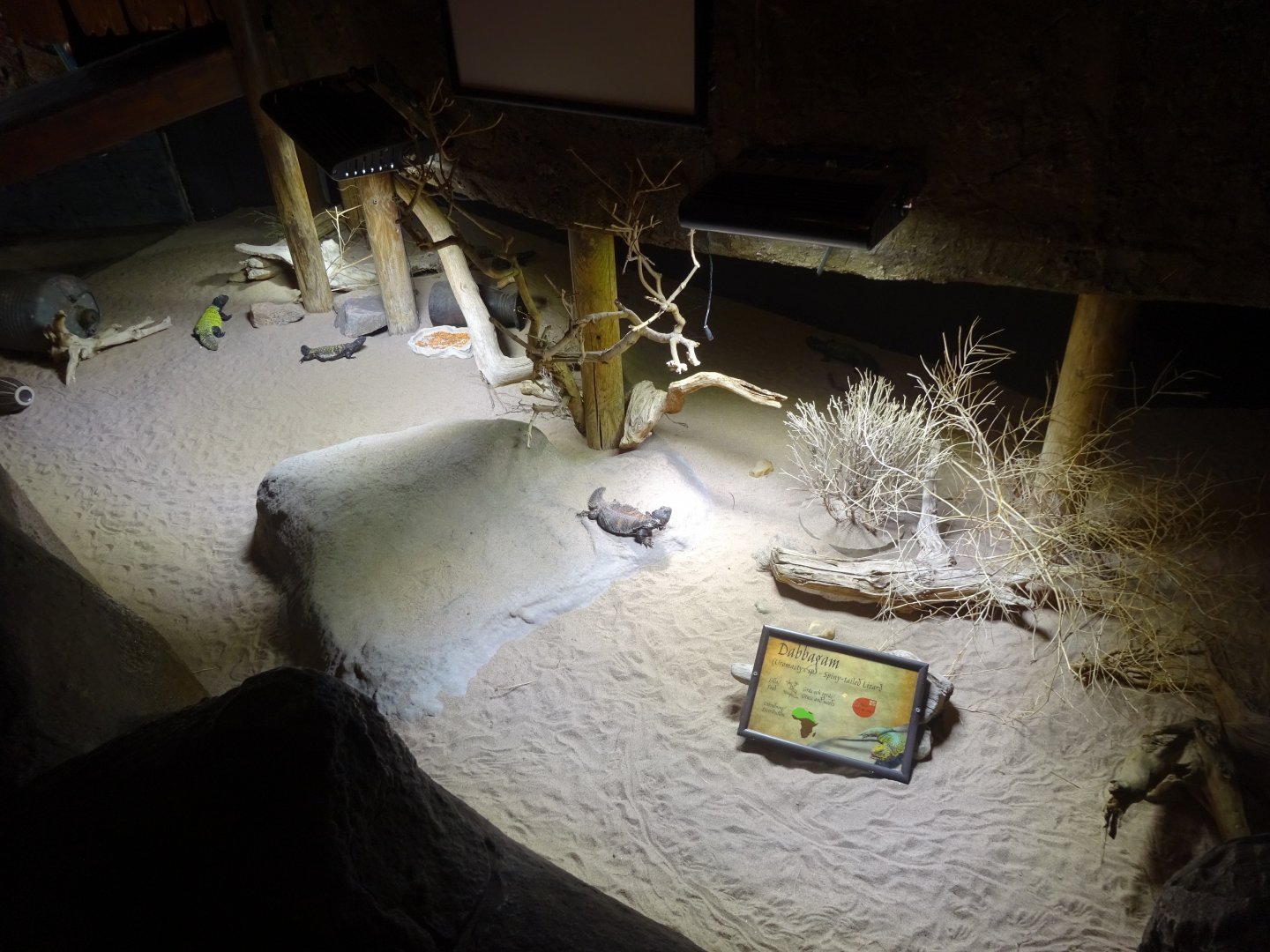 Tropikariet - Café Masai Mara - Mastigure exhibit