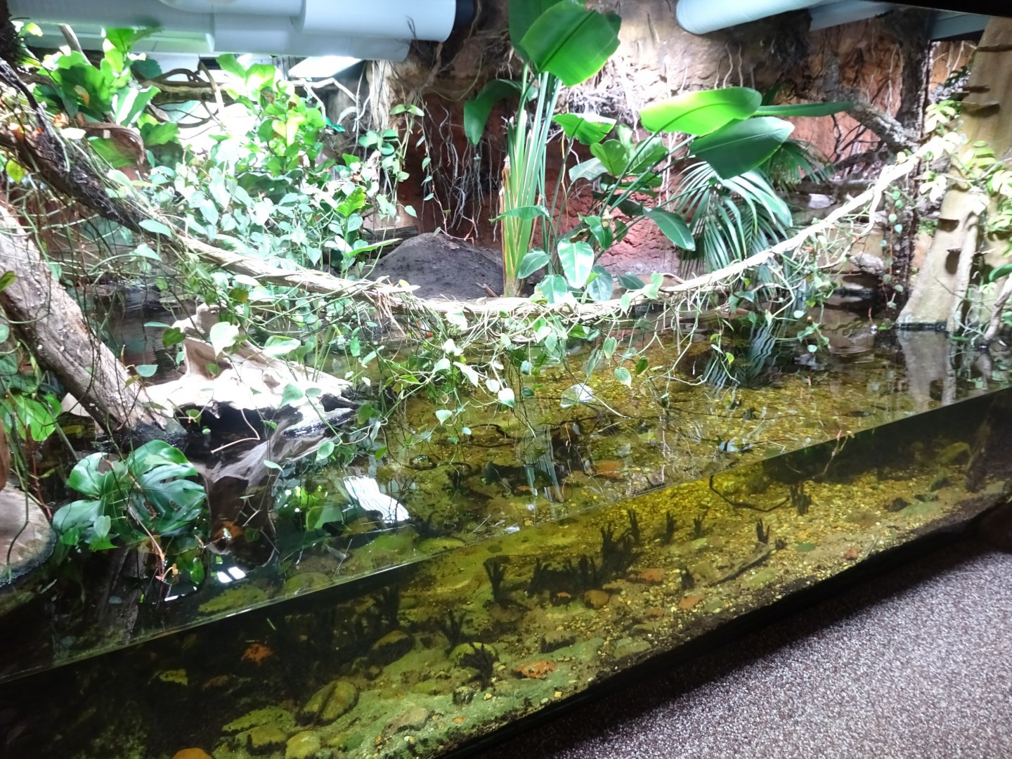 Tropikariet - Congo River - Crocodile exhibit #1