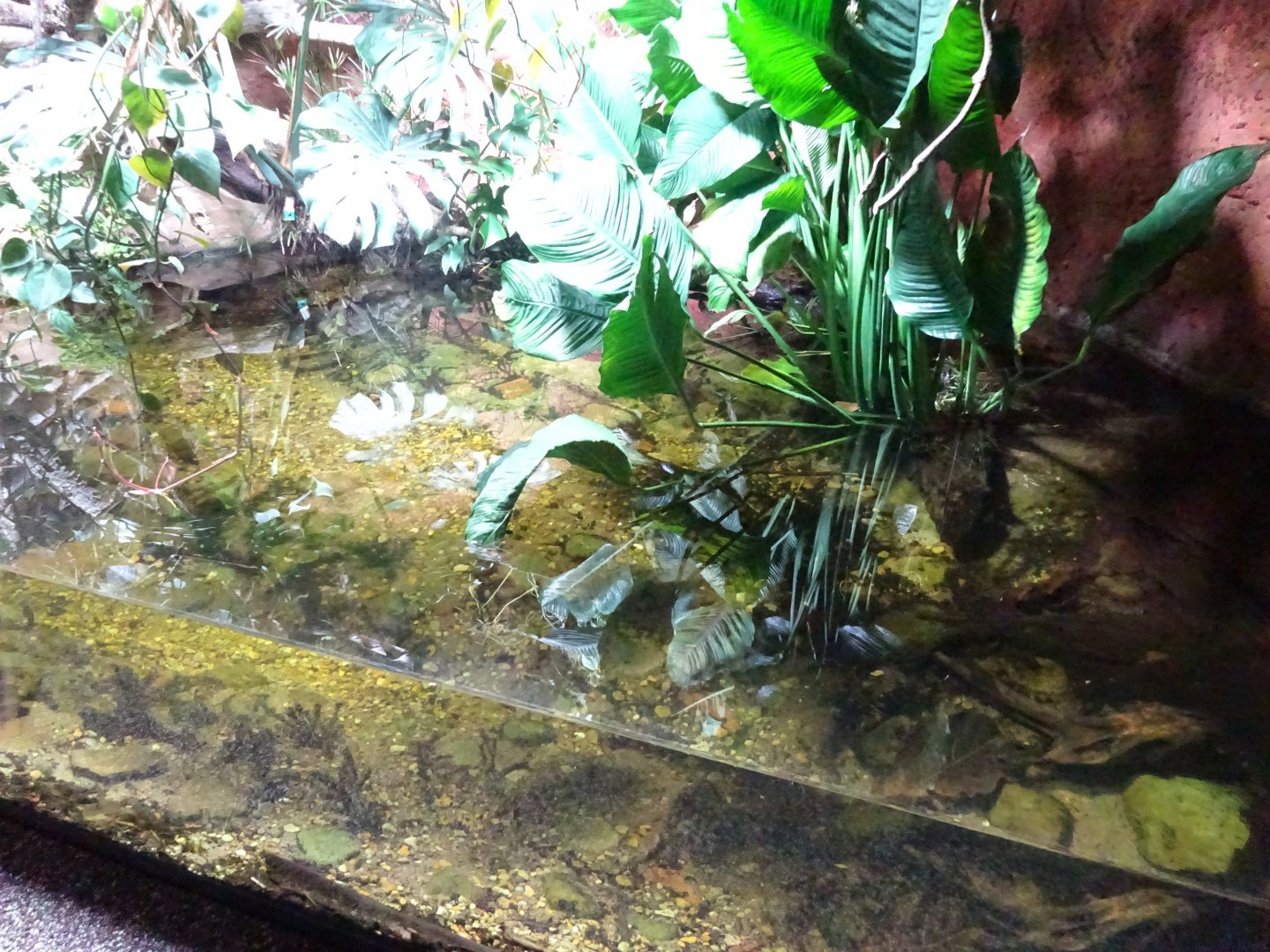 Tropikariet - Congo River - Crocodile exhibit #2