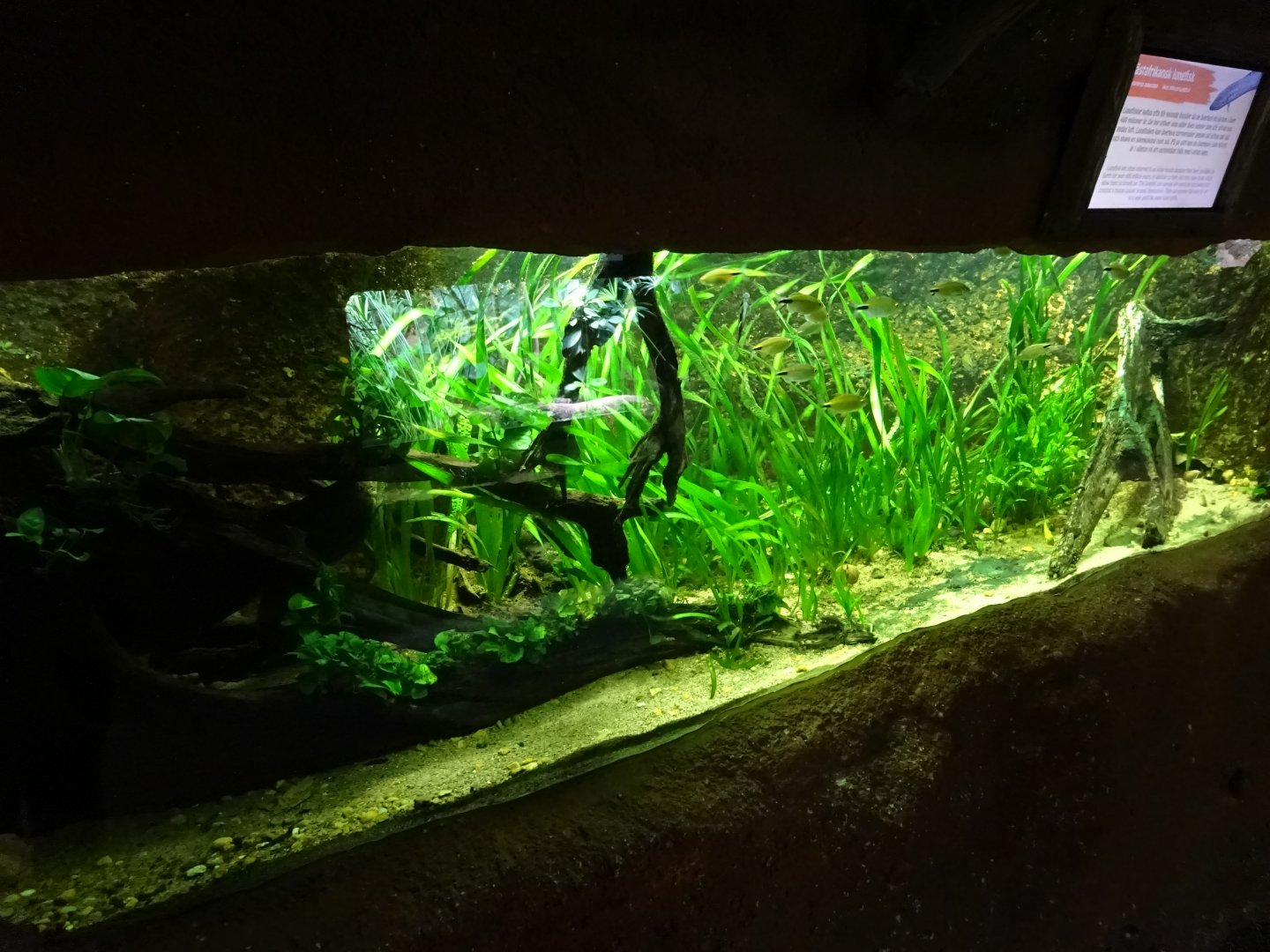 Tropikariet - Congo River - Lungfish tank