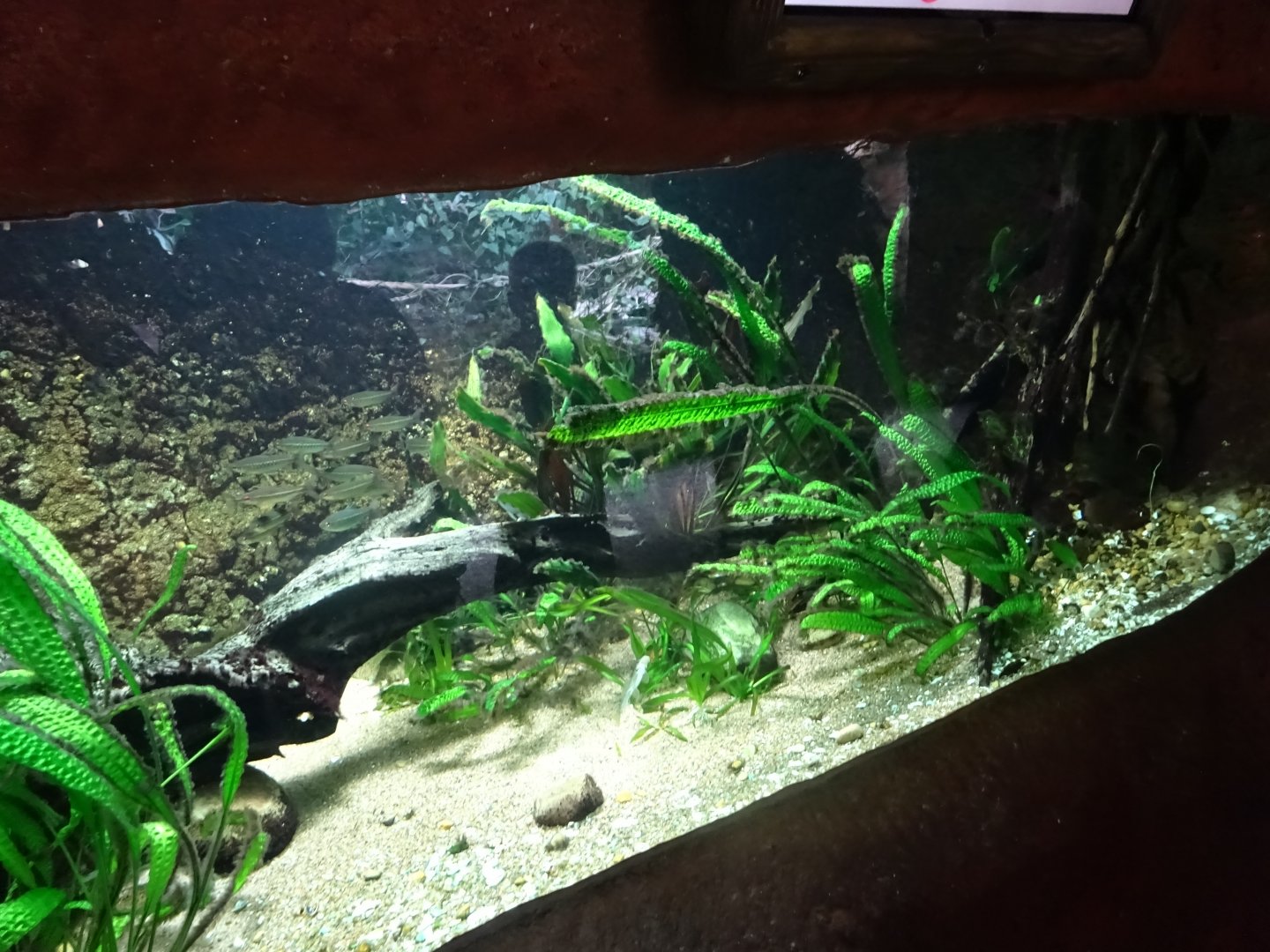 Tropikariet - Congo River - Puffer tank