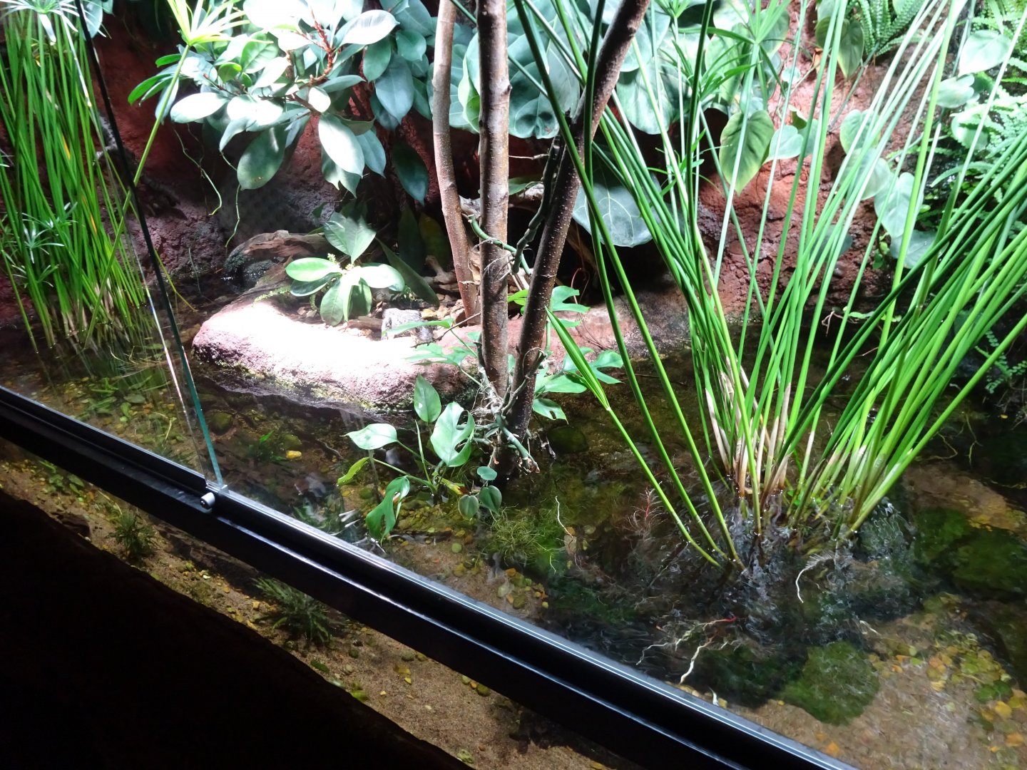 Tropikariet - Congo River - Turtle exhibit