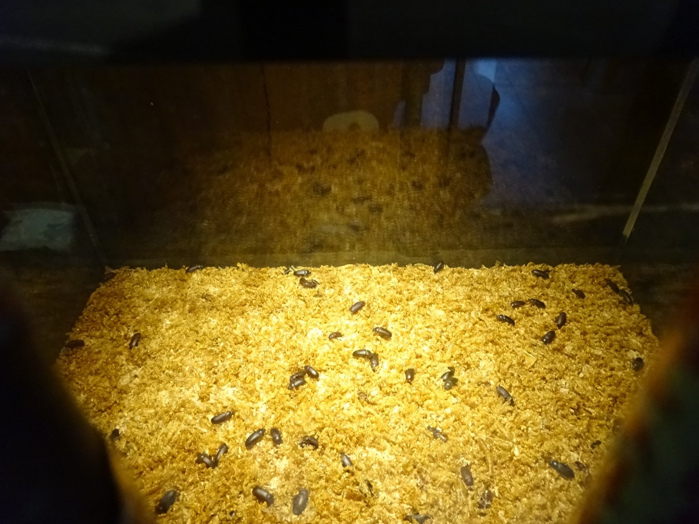 Tropikariet - Education room - Beetle exhibit