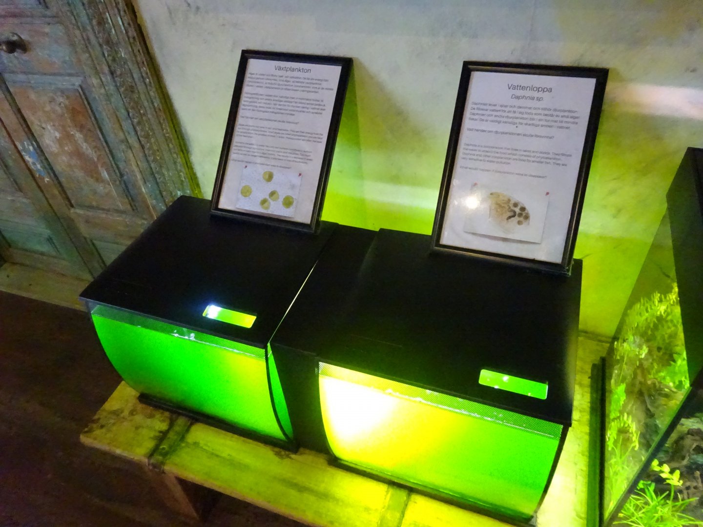 Tropikariet - Education room - Plankton tanks