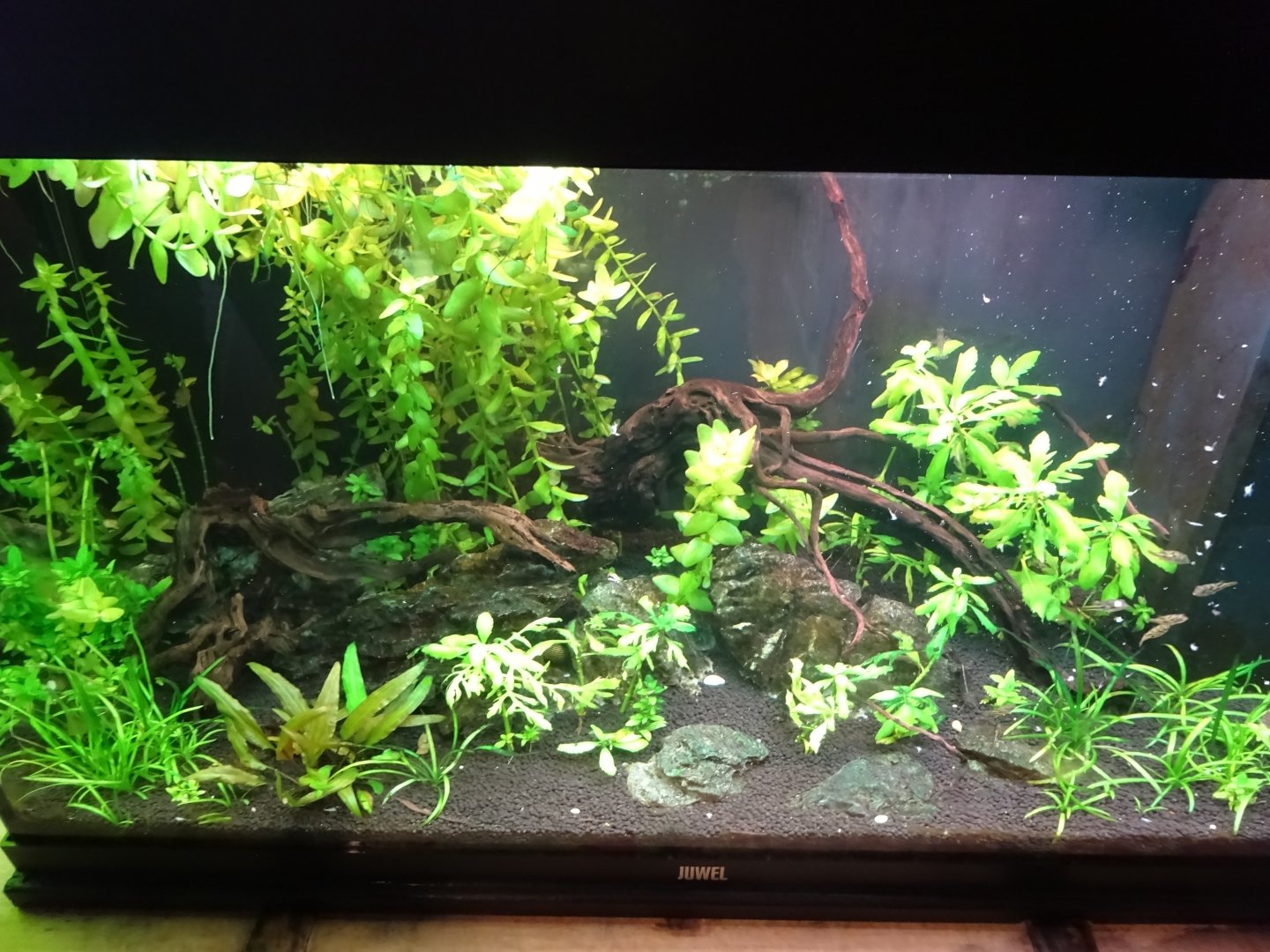 Tropikariet - Education room - Pufferfish tank