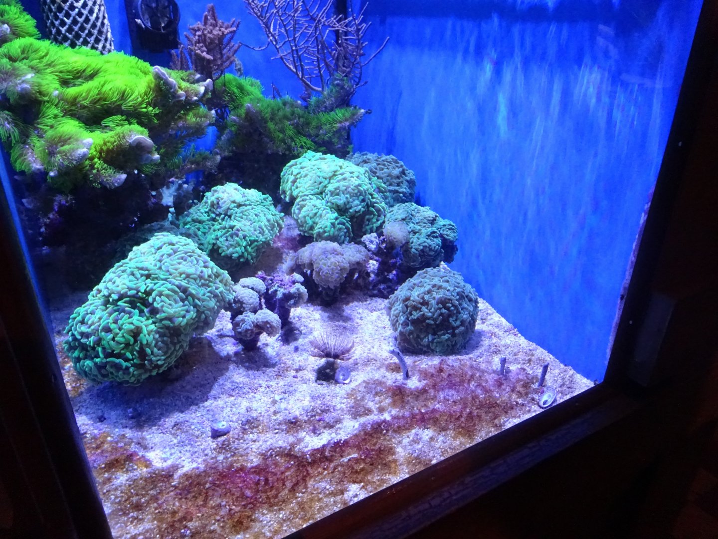 Tropikariet - Freaks of Nature - Garden eel tank