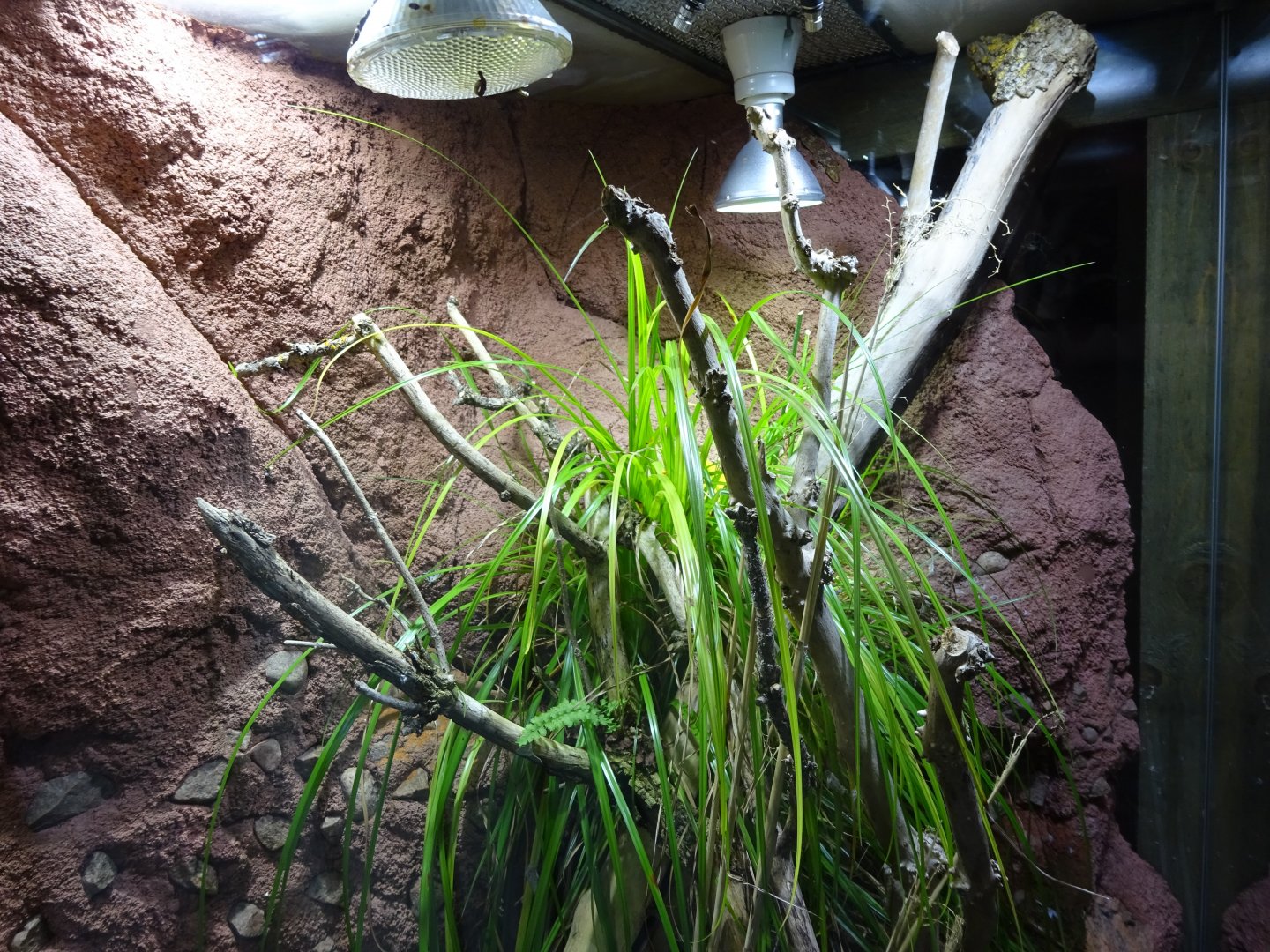 Tropikariet - Freaks of Nature - Gecko exhibit