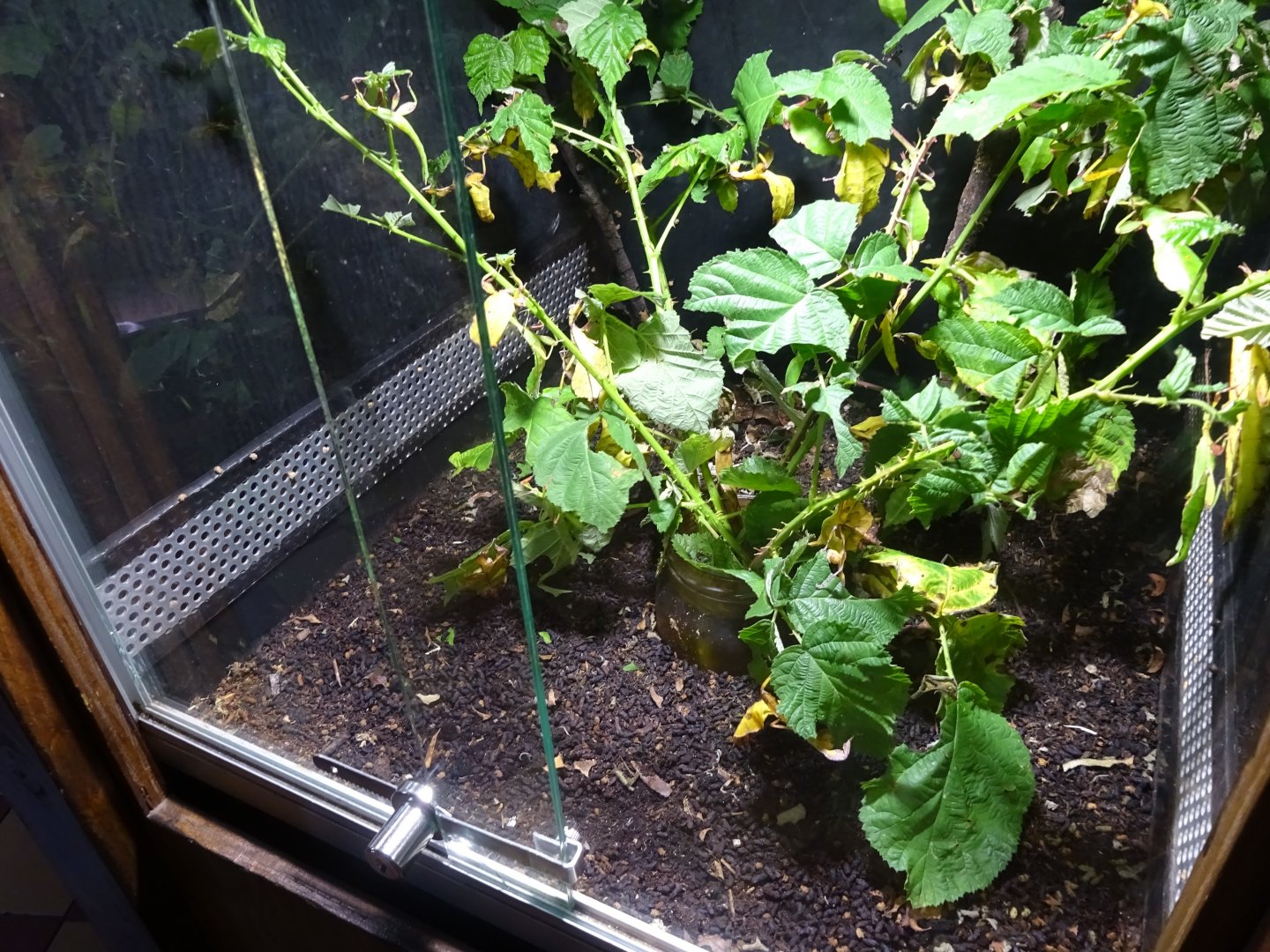 Tropikariet - Freaks of Nature - Leaf insect exhibit #1