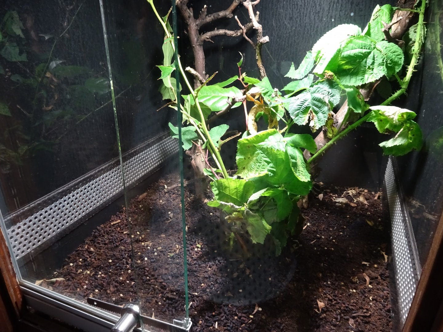 Tropikariet - Freaks of Nature - Leaf insect exhibit #2
