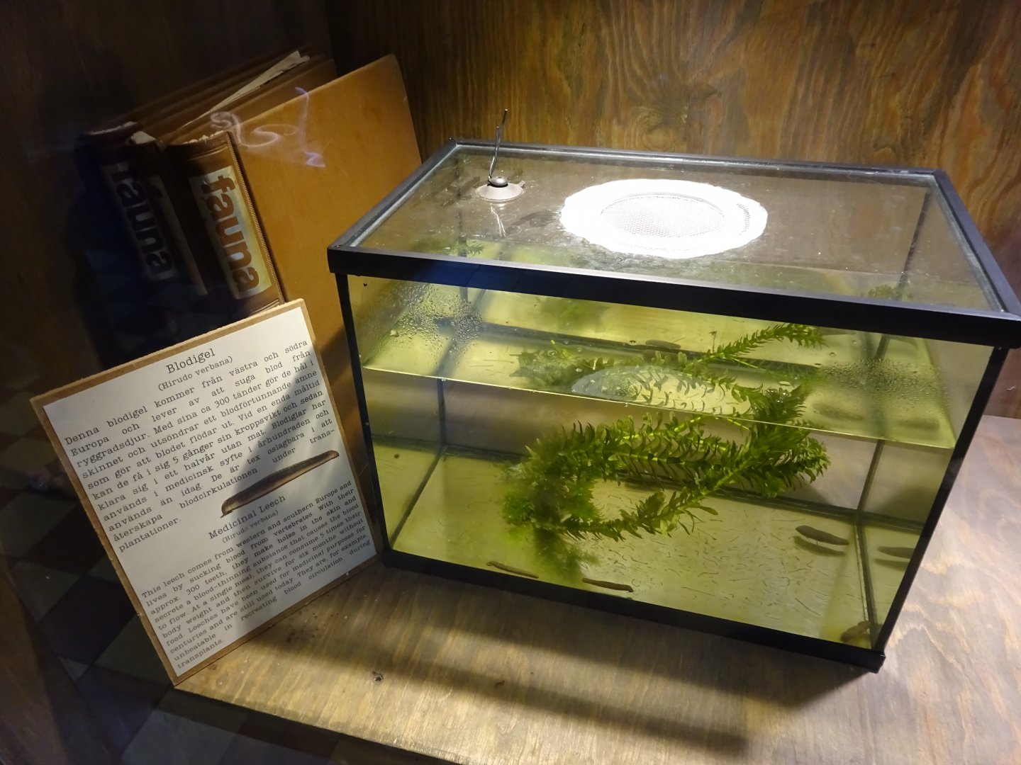 Tropikariet - Freaks of Nature - Leech tank