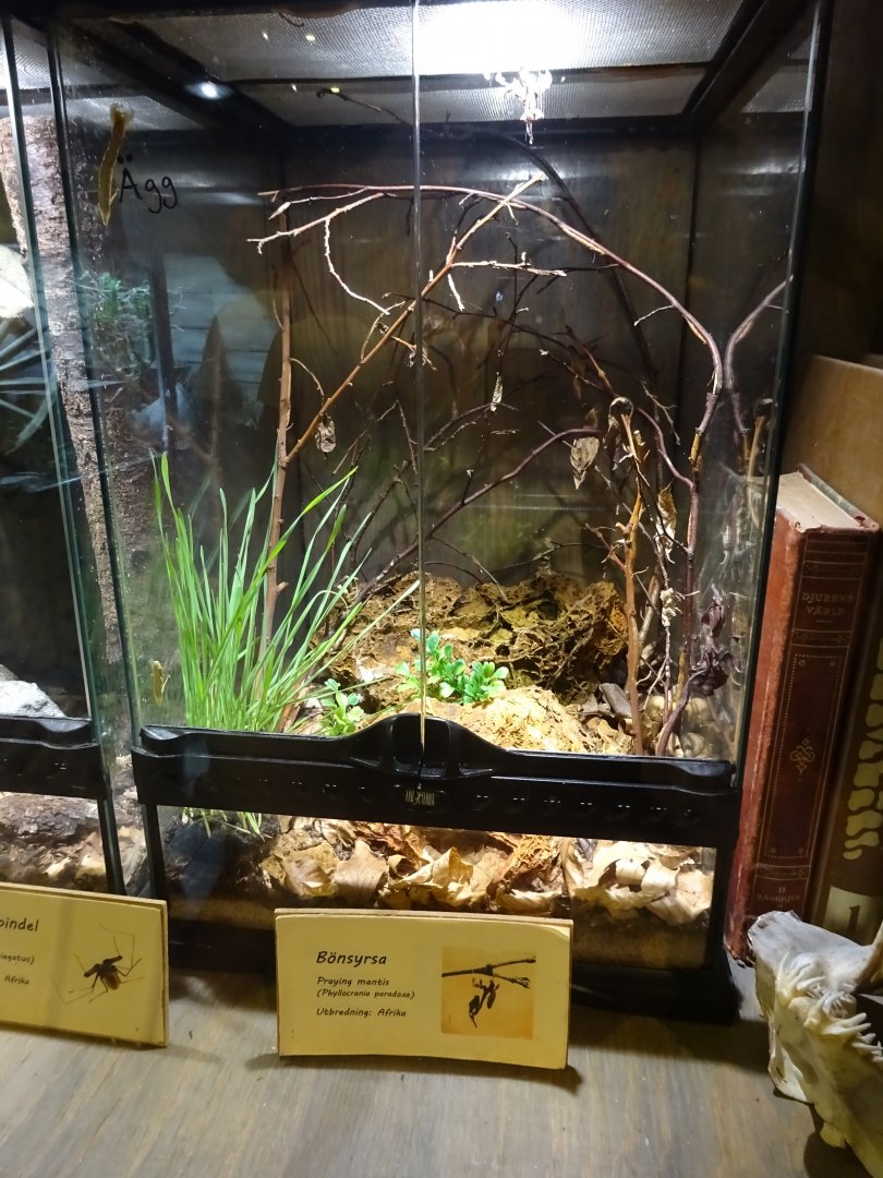 Tropikariet - Freaks of Nature - Mantis exhibit #1