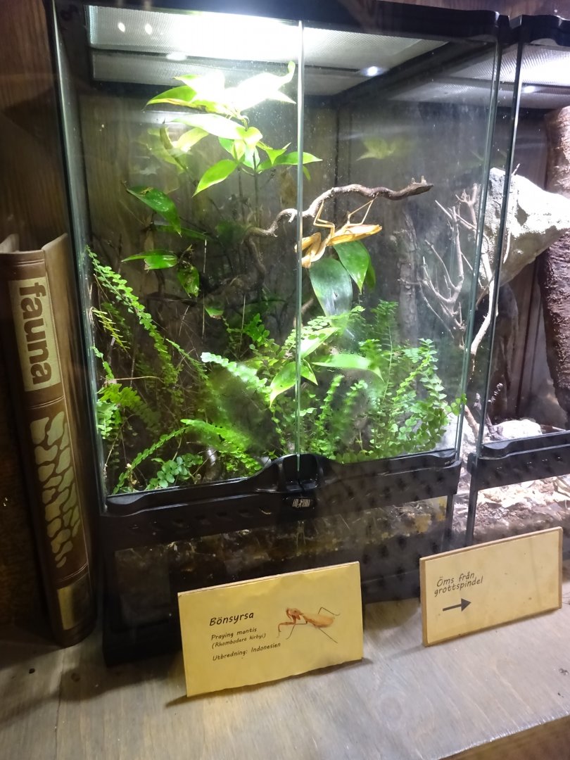Tropikariet - Freaks of Nature - Mantis exhibit #2