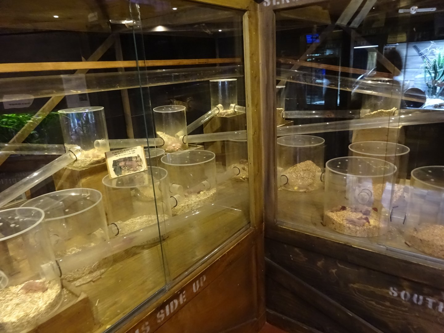 Tropikariet - Freaks of Nature - Mole rat exhibit