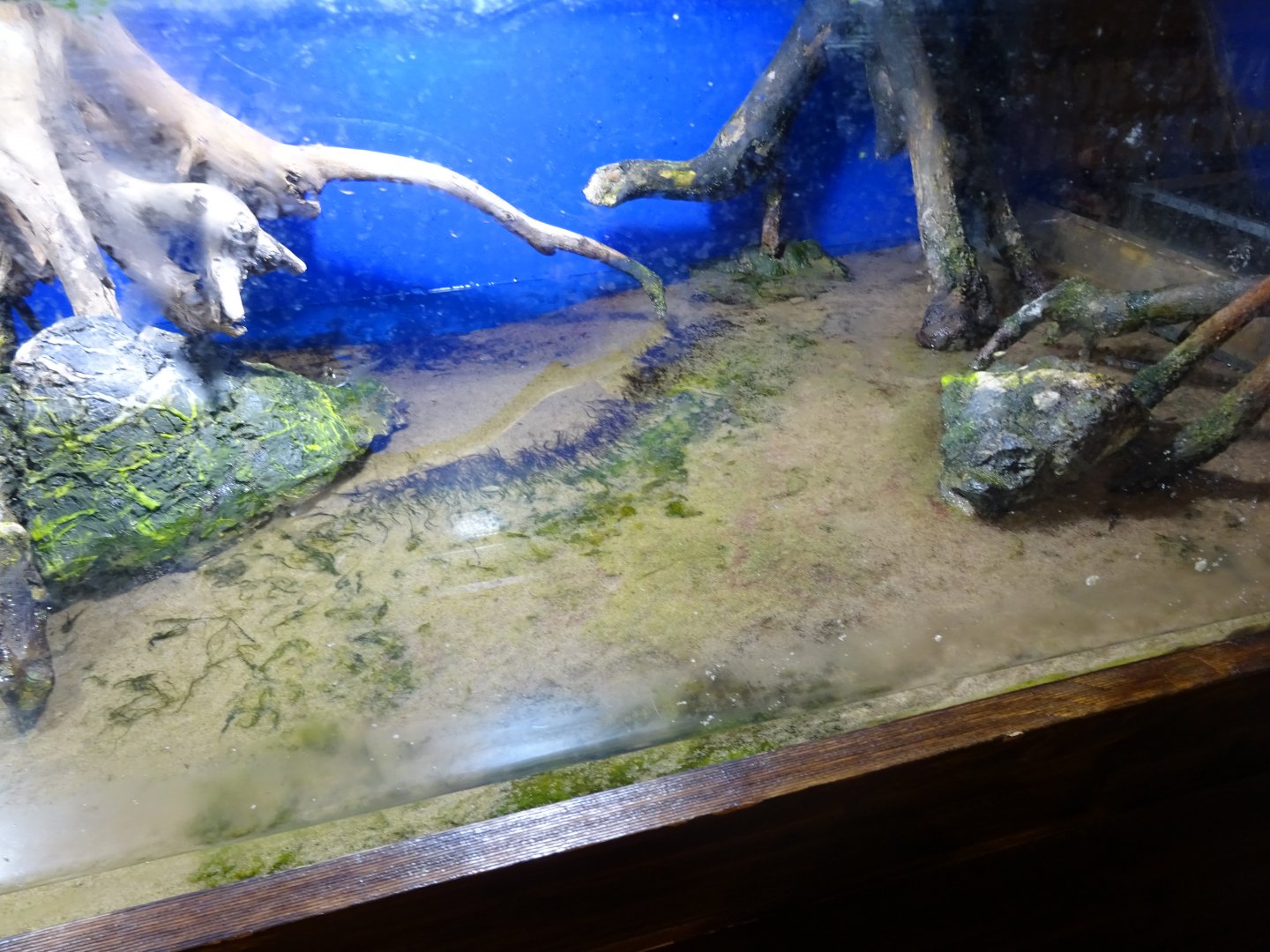 Tropikariet - Freaks of Nature - Mudskipper exhibit