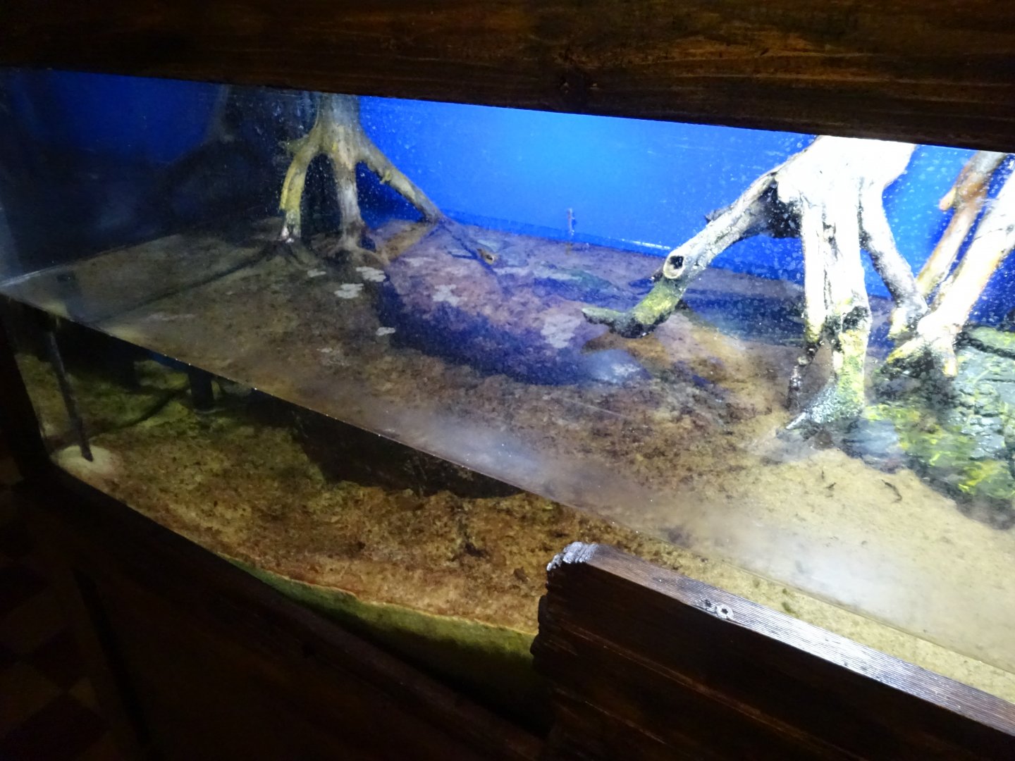Tropikariet - Freaks of Nature - Mudskipper exhibit