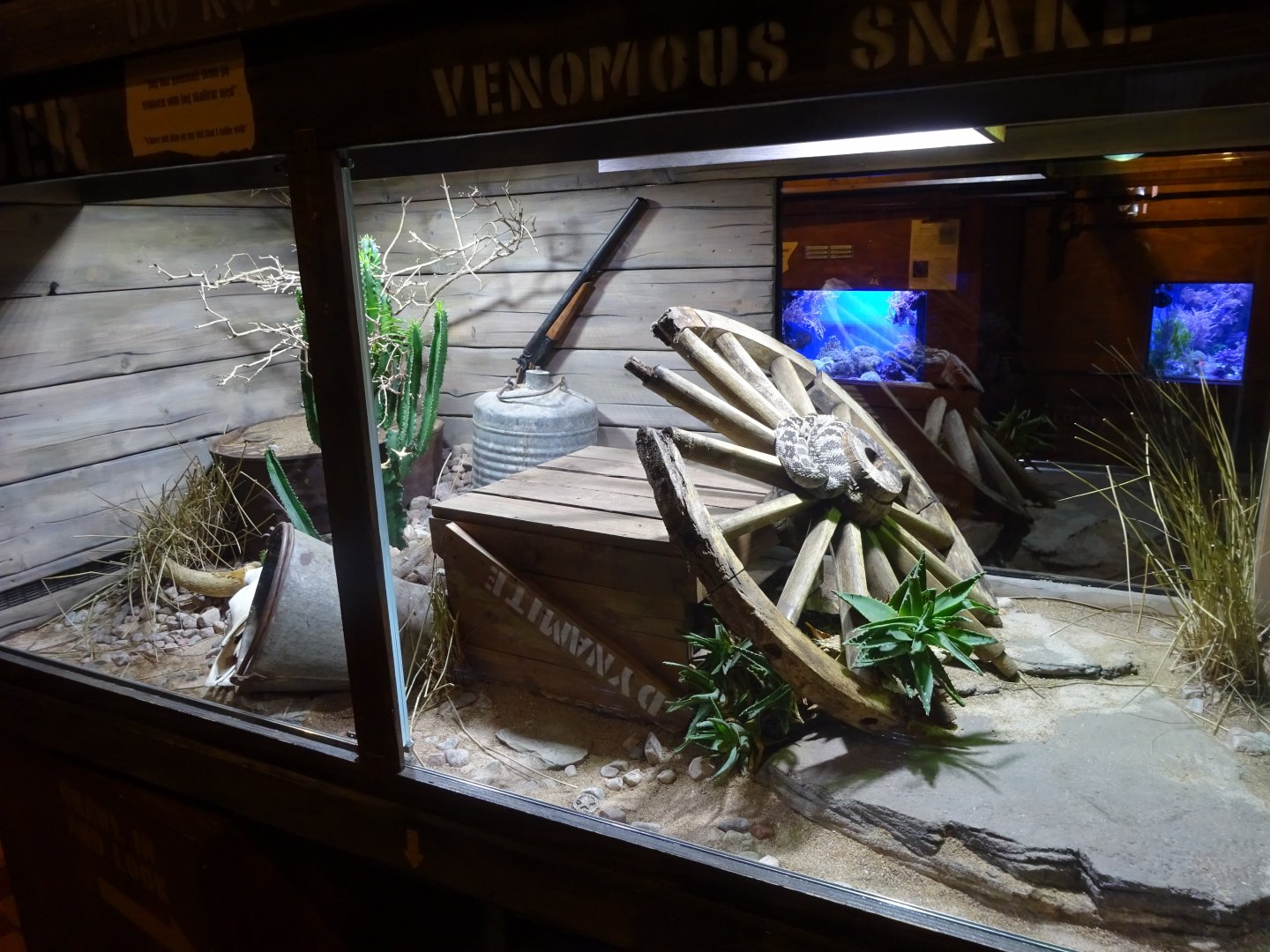 Tropikariet - Freaks of Nature - Rattlesnake exhibit