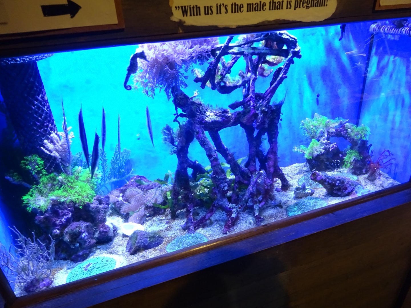 Tropikariet - Freaks of Nature - Seahorse/razorfish tank