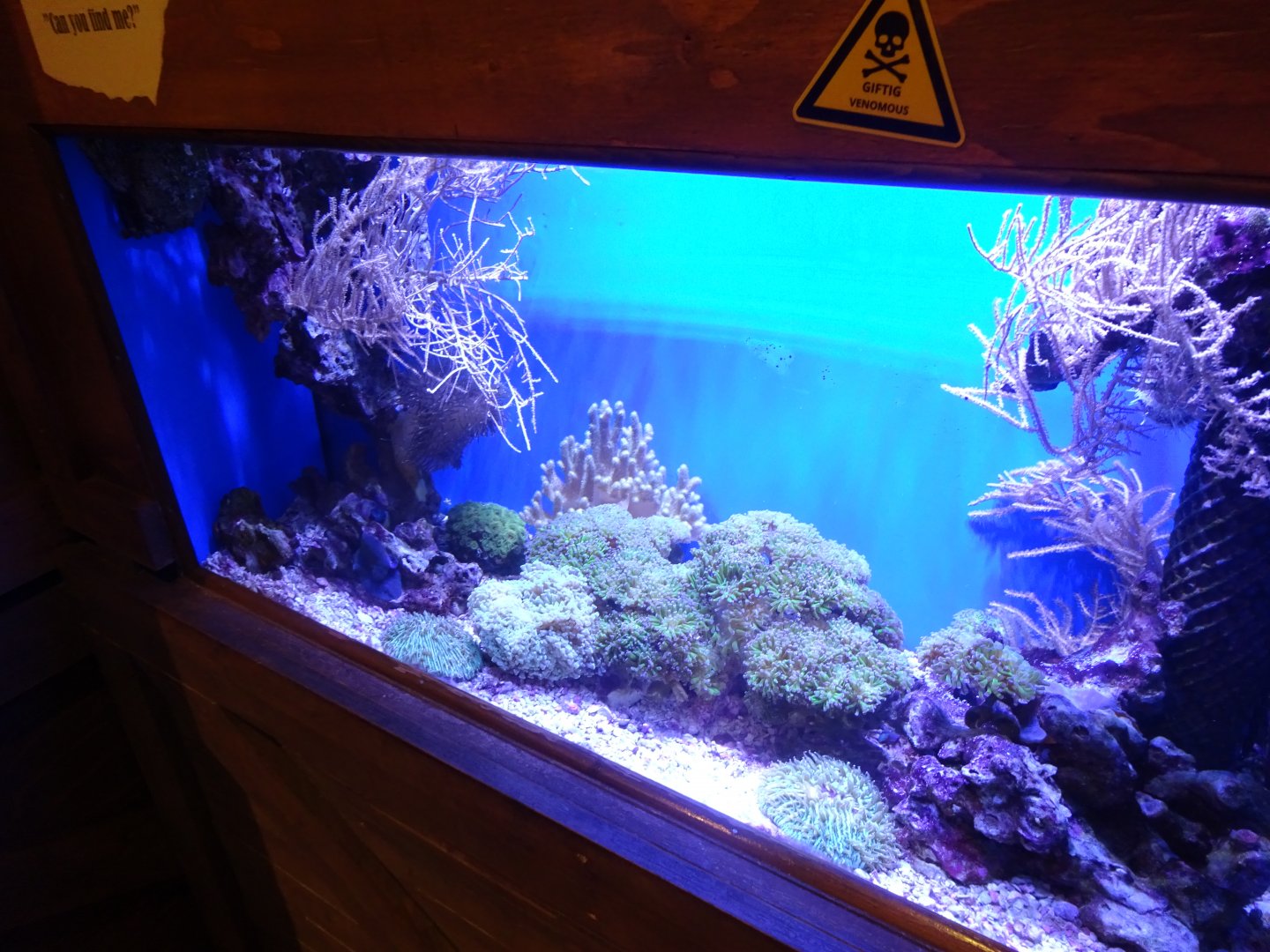 Tropikariet - Freaks of Nature - Stonefish tank