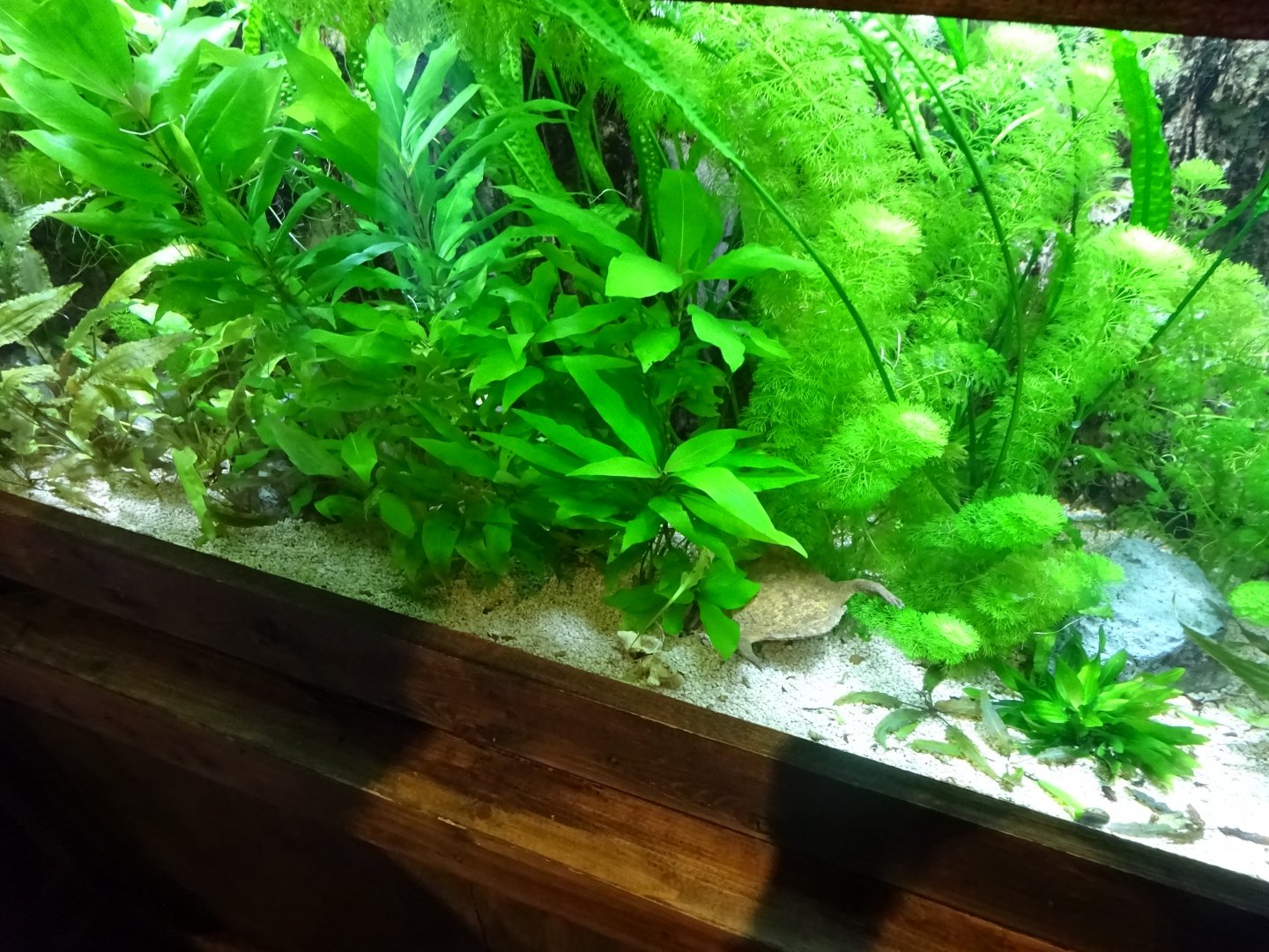 Tropikariet - Freaks of Nature - Suriname toad tank