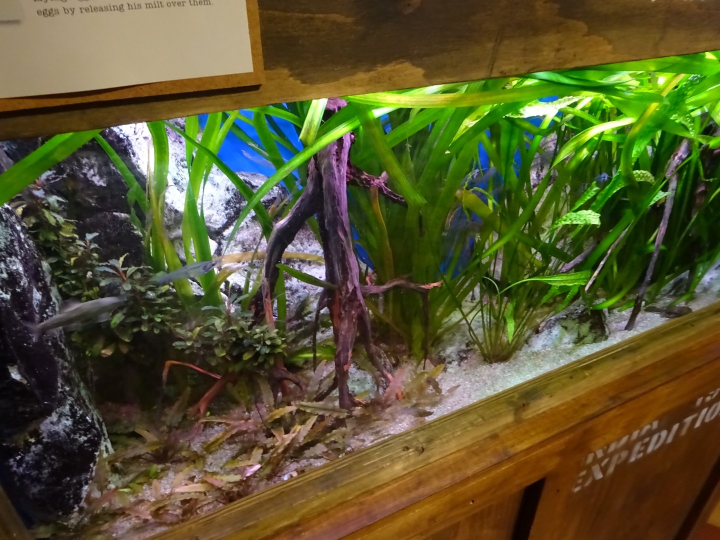 Tropikariet - Freaks of Nature - Tank for see-through fish