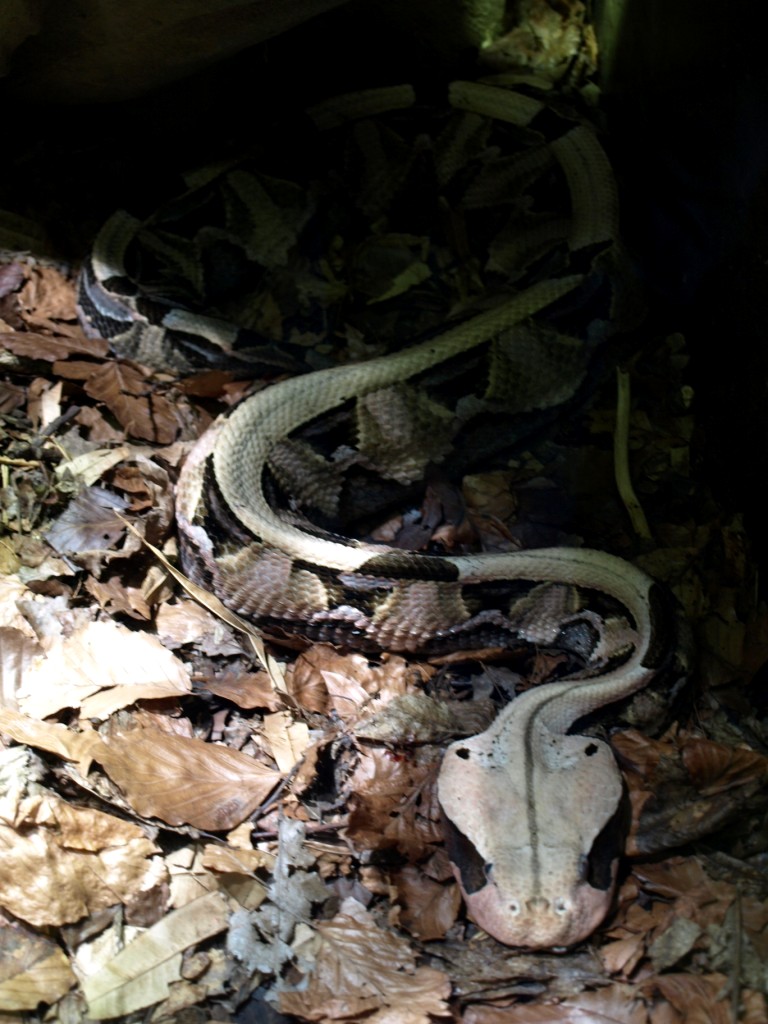 Tropikariet - Gaboon viper
